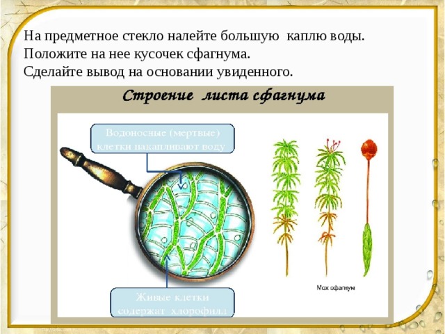 Наталья рассмотрела строение молодого корня фасоли под микроскопом и сделала рисунок 2