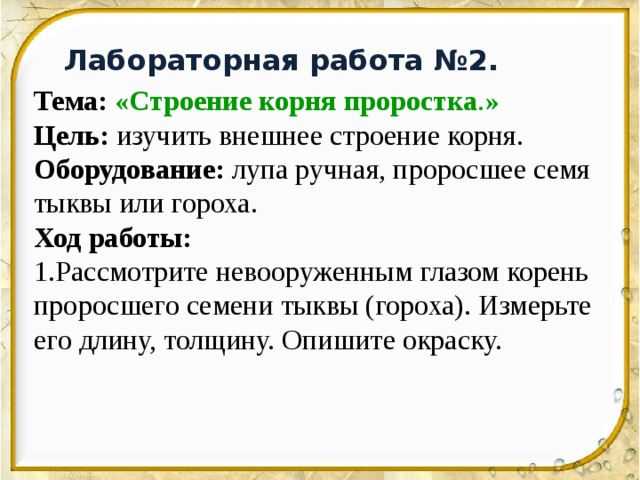 Строение корневых систем лабораторная работа 6 класс