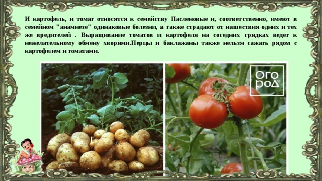 И картофель, и томат относятся к семейству Пасленовые и, соответственно, имеют в семейном 