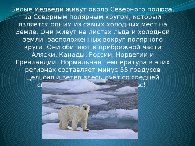 Доклад о белом медведе для детей