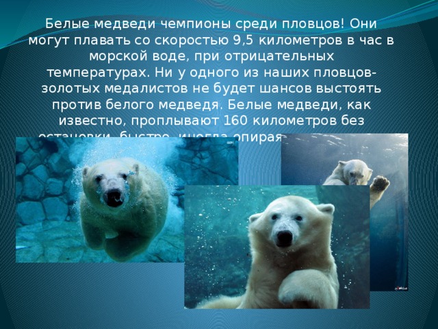 Какая скорость у медведя км ч. Скорость белого медведя. Белый медведь плывет. Скорость плавания белого медведя. Скорость белого медвежонка.