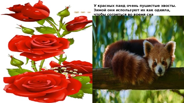 У красных панд очень пушистые хвосты. Зимой они используют их как одеяла, чтобы согреться во время сна 