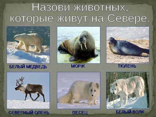 МОРЖ ТЮЛЕНЬ БЕЛЫЙ МЕДВЕДЬ БЕЛЫЙ ВОЛК СЕВЕРНЫЙ ОЛЕНЬ ПЕСЕЦ 