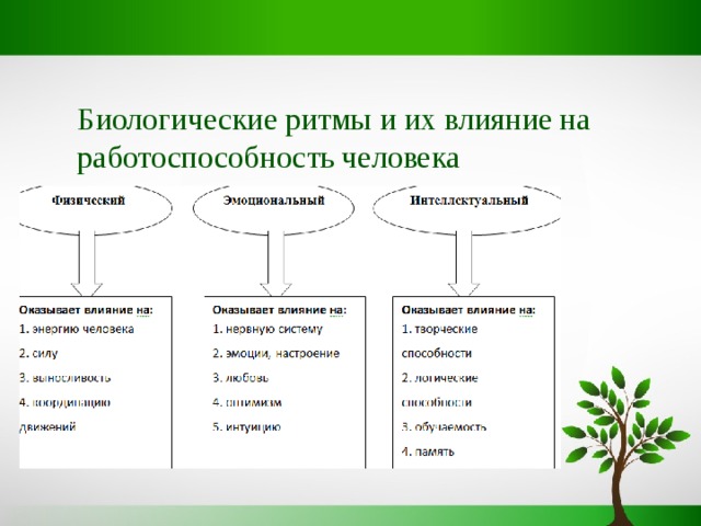 Презентация биологические ритмы в жизни человека