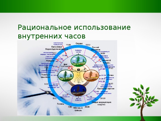 Презентация на тему биоритмы внутренние часы человека