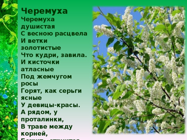 Стихотворение про весну есенин. Есенин стихи черемуха душистая. Есенин черемуха стих.