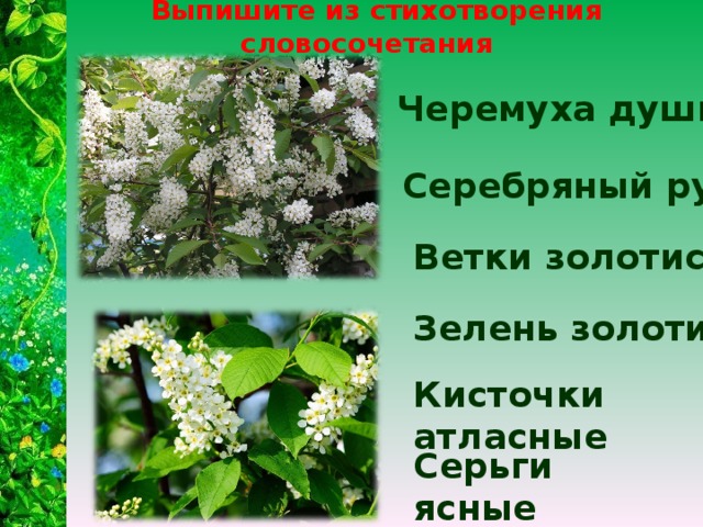 В цвету словосочетание. На ветке черемухи словосочетания. Словосочетания черемуха душистая. Предложение черемуха душистая. Душистая словосочетание.