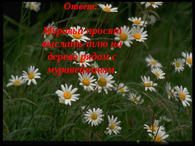 Ответ:   Муравьи просят выслать тлю на дерево рядом с муравейником . 