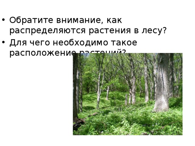 Обратите внимание, как распределяются растения в лесу? Для чего необходимо такое расположение растений? 