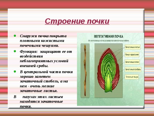 Покажите стрелками и подпишите на рисунке зачаточный лист почечную чешую зачаточный стебель