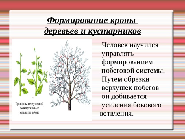 Формирование кроны  деревьев и кустарников  Человек научился управлять формированием побеговой системы. Путем обрезки верхушек побегов он добивается усиления бокового ветвления.  