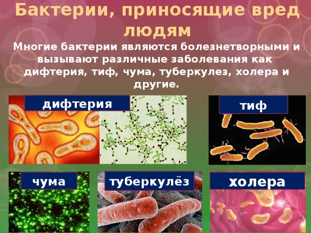Все ли бактерии приносят вред. Вредные бактерии для человека. Сообщение о вредных бактериях.