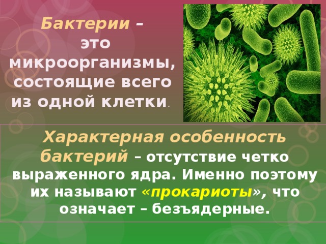 Общая характеристика бактерий презентация