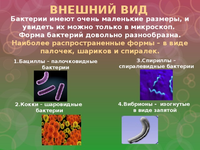 Презентация бактерии егэ