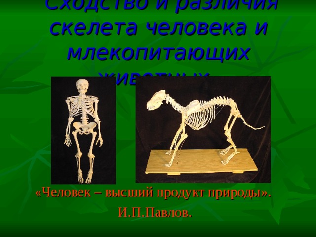 Скелет человека и млекопитающего. Различия скелетов человека и животных.