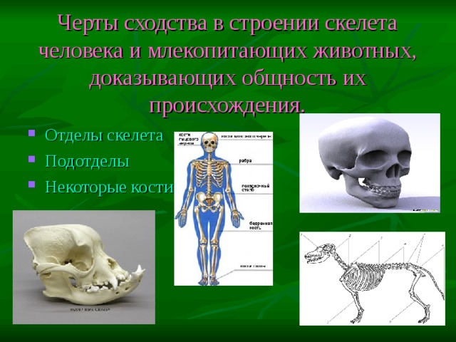Черты сходства в строении скелета человека и млекопитающих животных, доказывающих общность их происхождения. Отделы скелета Подотделы Некоторые кости 