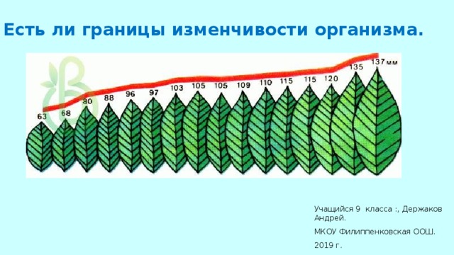 Есть ли границы изменчивости организма. Учащийся 9 класса :, Держаков Андрей. МКОУ Филиппенковская ООШ. 2019 г. 