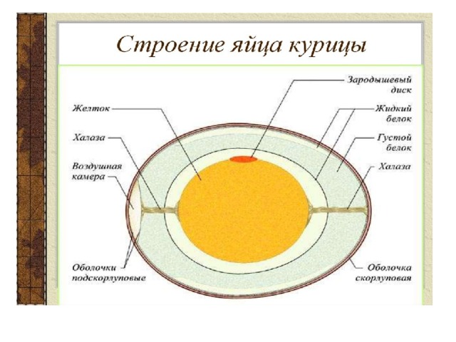 Презентация на тему куриное яйцо