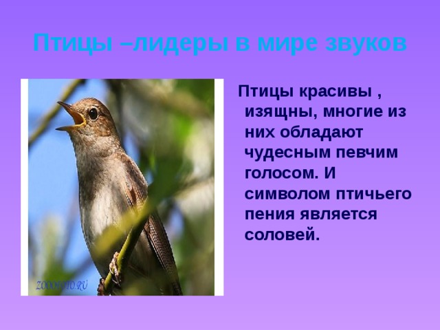 Птицы –лидеры в мире звуков  Птицы красивы , изящны, многие из них обладают чудесным певчим голосом. И символом птичьего пения является соловей.
