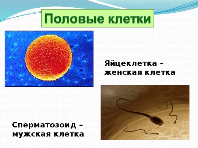Яйцеклетка – женская клетка Сперматозоид – мужская клетка 