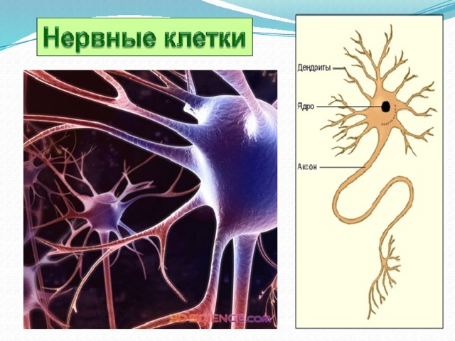 Презентация экскурсия в мир клеток 5 класс