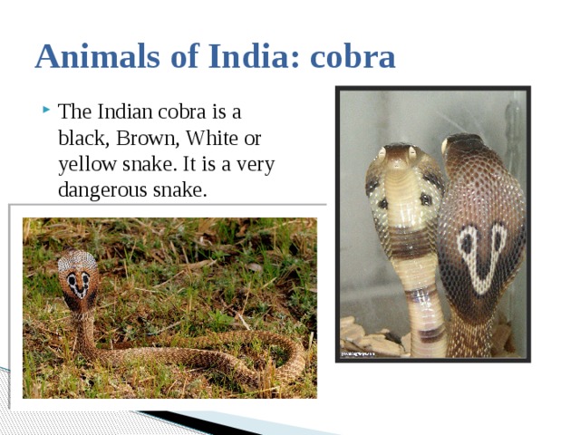 Текст animals of india