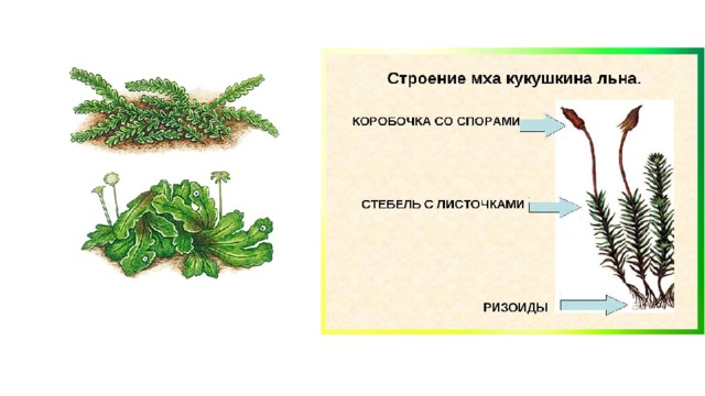 Отдел моховидные рисунок