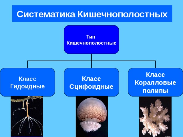 Систематика Кишечнополостных Тип Кишечнополостные Класс Гидоидные Класс Сцифоидные Класс Коралловые полипы 