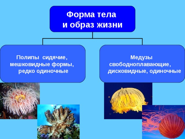 Форма тела и образ жизни  Полипы сидячие, мешковидные формы,  редко одиночные  Медузы  свободноплавающие,  дисковидные, одиночные 