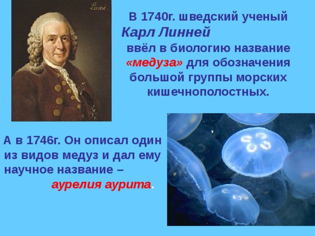 В 1740г. шведский ученый Карл Линней ввёл в биологию название «медуза» для обозначения большой группы морских кишечнополостных. А в 1746г. Он описал один из видов медуз и дал ему научное название – аурелия аурита .  