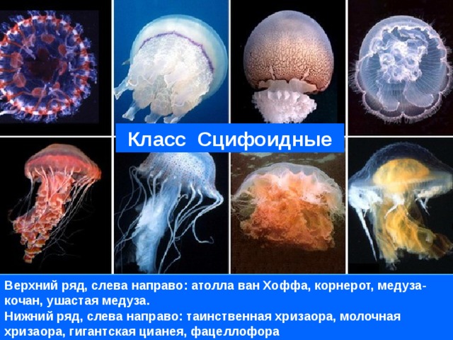 Класс Сцифоидные Верхний ряд, слева направо: атолла ван Хоффа, корнерот, медуза-кочан, ушастая медуза. Нижний ряд, слева направо: таинственная хризаора, молочная хризаора, гигантская цианея, фацеллофора 