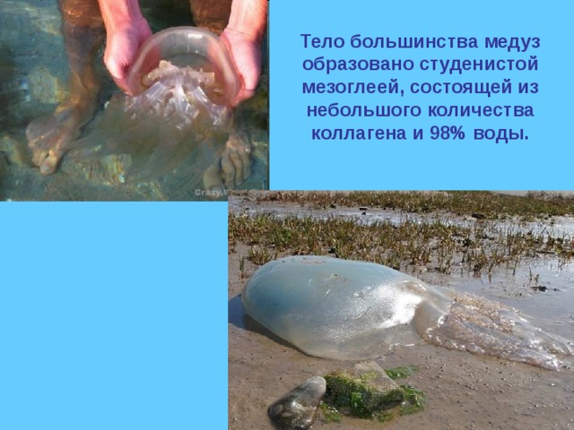 Тело большинства медуз образовано студенистой мезоглеей, состоящей из небольшого количества коллагена и 98% воды. 