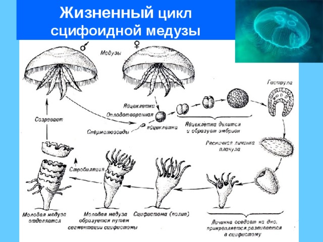 Жизненный цикл сцифоидной медузы 