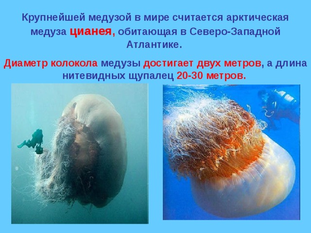 Крупнейшей медузой в мире считается арктическая медуза цианея , обитающая в Северо-Западной Атлантике. Диаметр колокола медузы достигает двух метров , а длина нитевидных щупалец 20-30 метров. 