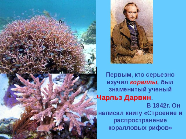 Первым, кто серьезно изучил кораллы , был знаменитый ученый Чарльз Дарвин . В 1842г. Он написал книгу «Строение и распространение коралловых рифов» 