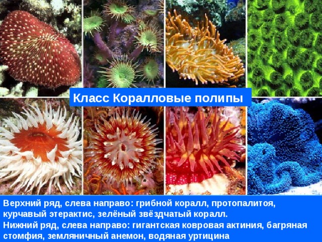 Класс Коралловые полипы Верхний ряд, слева направо: грибной коралл, протопалитоя, курчавый этерактис, зелёный звёздчатый коралл. Нижний ряд, слева направо: гигантская ковровая актиния, багряная стомфия, земляничный анемон, водяная уртицина 