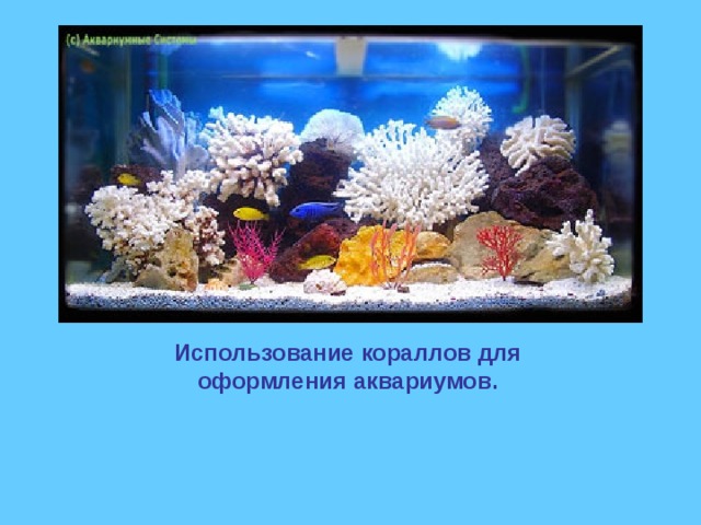 Использование кораллов для оформления аквариумов. 