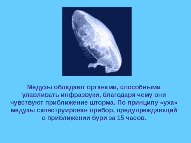 Медузы обладают органами, способными улавливать инфразвуки, благодаря чему они чувствуют приближение шторма. По принципу «уха» медузы сконструирован прибор, предупреждающий о приближении бури за 15 часов. 