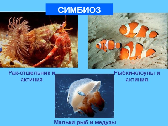 СИМБИОЗ Рак-отшельник и актиния Рыбки-клоуны и актиния Мальки рыб и медузы 