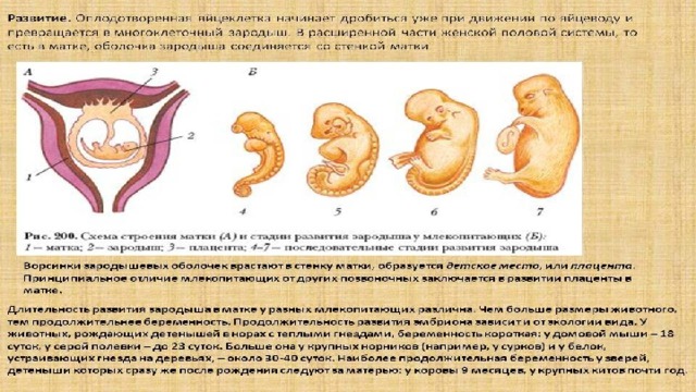 Размножение и развитие человека 8 класс