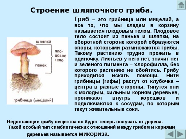 У подосиновика образуется плодовое тело. Строение шляпочного гриба мицелий. Грибы строение шляпочных грибов. Строение плодового тела шляпочного гриба. Шляпочный гриб с грибницей.