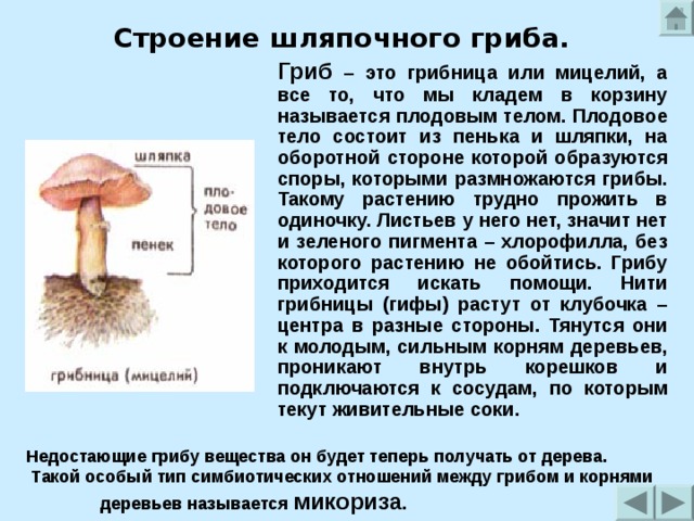 Строение шляпочного гриба.  Гриб – это грибница или мицелий, а все то, что мы кладем в корзину называется плодовым телом. Плодовое тело состоит из пенька и шляпки, на оборотной стороне которой образуются споры, которыми размножаются грибы. Такому растению трудно прожить в одиночку. Листьев у него нет, значит нет и зеленого пигмента – хлорофилла, без которого растению не обойтись. Грибу приходится искать помощи. Нити грибницы (гифы) растут от клубочка – центра в разные стороны. Тянутся они к молодым, сильным корням деревьев, проникают внутрь корешков и подключаются к сосудам, по которым текут живительные соки. Недостающие грибу вещества он будет теперь получать от дерева.  Такой особый тип симбиотических отношений между грибом и корнями деревьев называется микориза . 