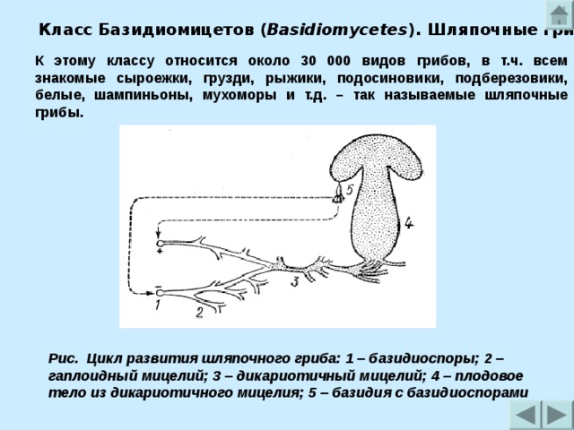 Класс Базидиомицетов ( Basidiomycetes ). Шляпочные грибы. К этому классу относится около 30 000 видов грибов, в т.ч. всем знакомые сыроежки, грузди, рыжики, подосиновики, подберезовики, белые, шампиньоны, мухоморы и т.д. – так называемые шляпочные грибы. Рис. Цикл развития шляпочного гриба: 1 – базидиоспоры; 2 – гаплоидный мицелий; 3 – дикариотичный мицелий; 4 – плодовое тело из дикариотичного мицелия; 5 – базидия с базидиоспорами  