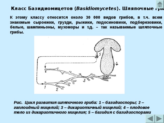 На рисунке изображен жизненный цикл шляпочного гриба подосиновика выберите неверное утверждение