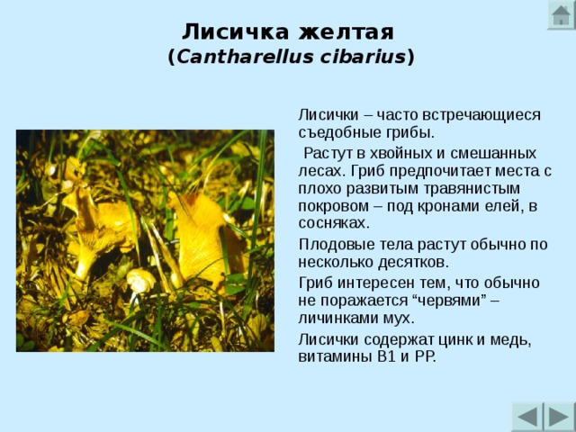 Лисичка желтая  ( Cantharellus cibarius )   Лисички – часто встречающиеся съедобные грибы.  Растут в хвойных и смешанных лесах. Гриб предпочитает места с плохо развитым травянистым покровом – под кронами елей, в сосняках. Плодовые тела растут обычно по несколько десятков. Гриб интересен тем, что обычно не поражается “червями” – личинками мух. Лисички содержат цинк и медь, витамины В1 и РР. 