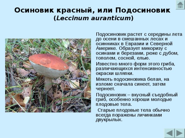 Осиновик красный, или Подосиновик  ( Leccinum auranticum )   Подосиновик растет с середины лета до осени в смешанных лесах и осинниках в Евразии и Северной Америке. Образует микоризу с осинами и березами, реже с дубом, тополем, сосной, елью. Известно много форм этого гриба, различающихся интенсивностью окраски шляпки. Мякоть подосиновика белая, на изломе сначала синеет, затем чернеет. Подосиновик – вкусный съедобный гриб, особенно хороши молодые плодовые тела.  Старые плодовые тела обычно всегда поражены личинками двукрылых. 
