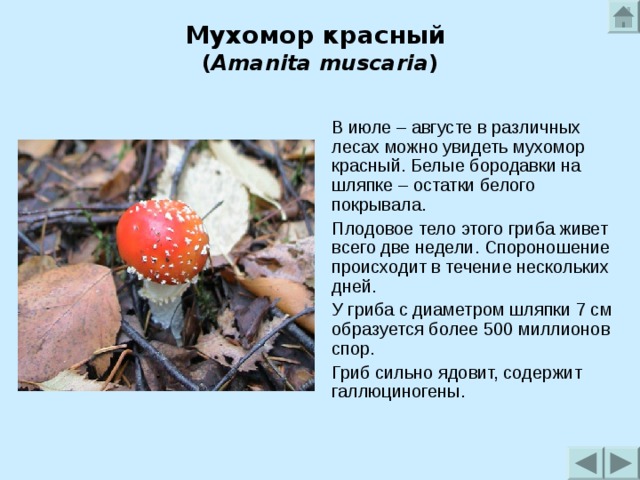 Мухомор красный  ( Amanita muscaria )   В июле – августе в различных лесах можно увидеть мухомор красный. Белые бородавки на шляпке – остатки белого покрывала. Плодовое тело этого гриба живет всего две недели. Спороношение происходит в течение нескольких дней. У гриба с диаметром шляпки 7 см образуется более 500 миллионов спор. Гриб сильно ядовит, содержит галлюциногены.    