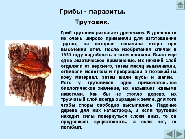 Грибы - паразиты. Трутовик.  Гриб трутовик разлагает древесину. В древности их очень широко применяли для изготовления трутов, на которые попадала искра при высечении огня. После изобретения спичек в 1833 году надобность в этом пропала. Было еще одно экзотическое применение. Их нижний слой отделяли от верхнего, затем месяц вымачивали, отбивали молотком и превращали в похожий на кожу материал. Затем шили шубы и шапки.  Есть у трутовиков одно примечательное биологическое значение, их называют живыми навесами. Как бы не стояло дерево, их трубчатый слой всегда обращен к земле, для того чтобы споры свободно высыпались. Падение дерева для них катастрофа, и если трутовик находит силы повернуться слоем вниз, то он продолжает существовать, а если нет, то погибает. 