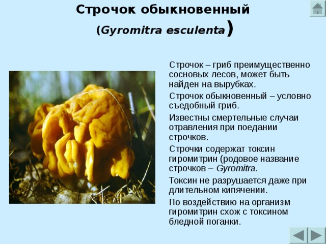 Строчок обыкновенный  ( Gyromitra esculenta )   Строчок – гриб преимущественно сосновых лесов, может быть найден на вырубках. Строчок обыкновенный – условно съедобный гриб. Известны смертельные случаи отравления при поедании строчков. Строчки содержат токсин гиромитрин (родовое название строчков – Gyromitra . Токсин не разрушается даже при длительном кипячении. По воздействию на организм гиромитрин схож с токсином бледной поганки. 