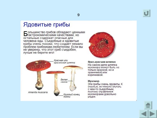 Какой тип питания характерен для мухомора изображенного на рисунке обоснуйте свой ответ